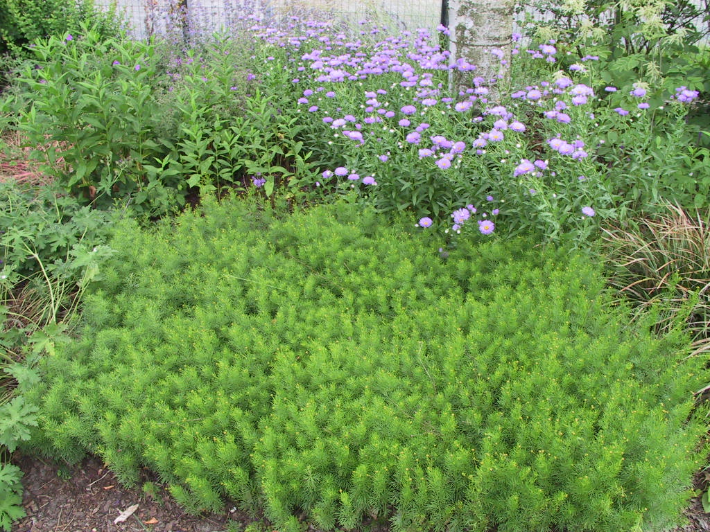 Erigeron Hybride - blau.jpg